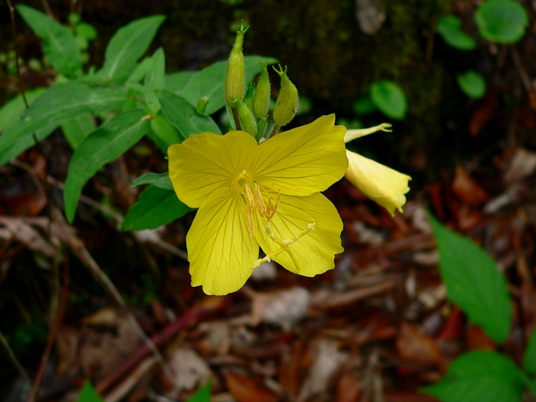{Oenothera fruticosa}